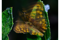 2_DSC1046-ARW_PURERAW3_FINAL