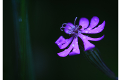 4_DSC7754-ARW_PURERAW3-Editar_FINAL