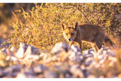 R9A9571-CR2_DxO_DeepPRIMEXD-Editar